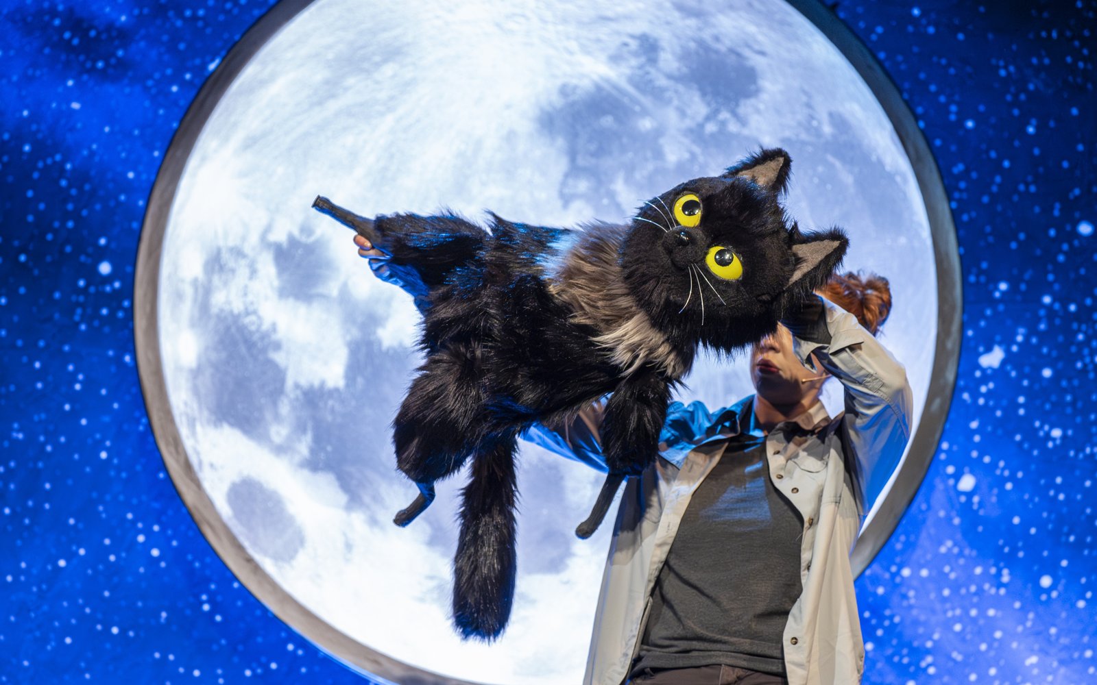 Toto the Ninja Cat Solo